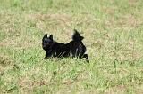 SCHIPPERKE 684